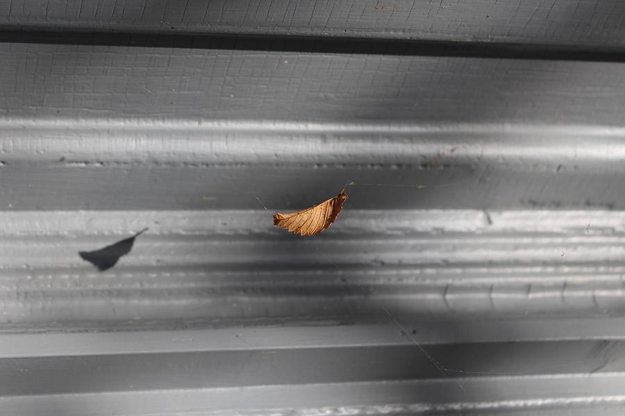 Leaf In Suspense Photograph by Jason Nicholas