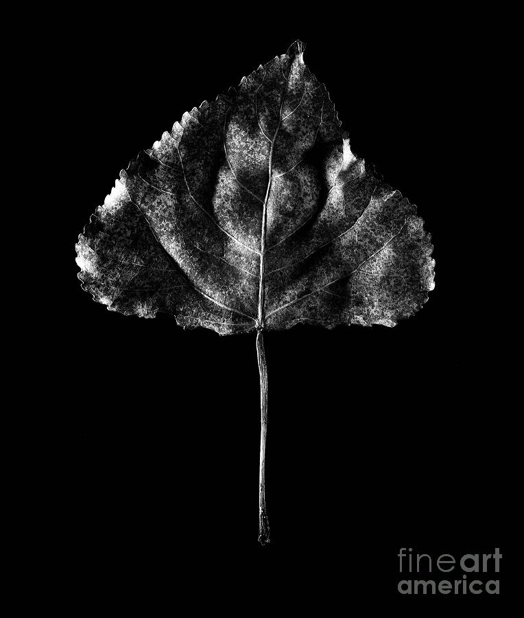 Leaf in Suspension Photograph by Ken DePue