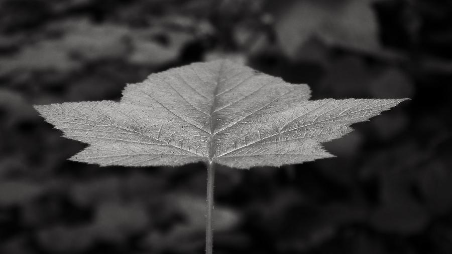 Leaf in the Forest Photograph by Alex King