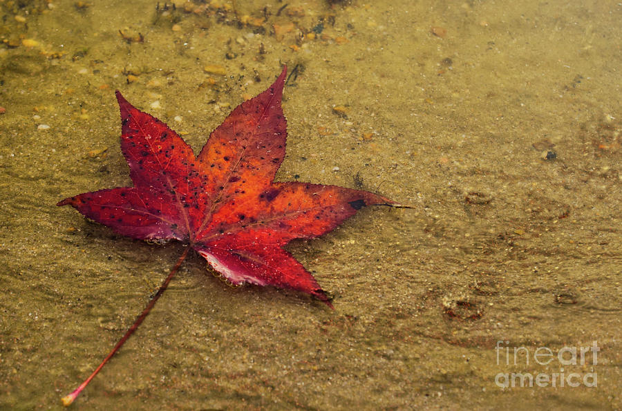 Leaf in the Rain Botanical / Nature Photograph Photograph by PIPA Fine Art - Simply Solid