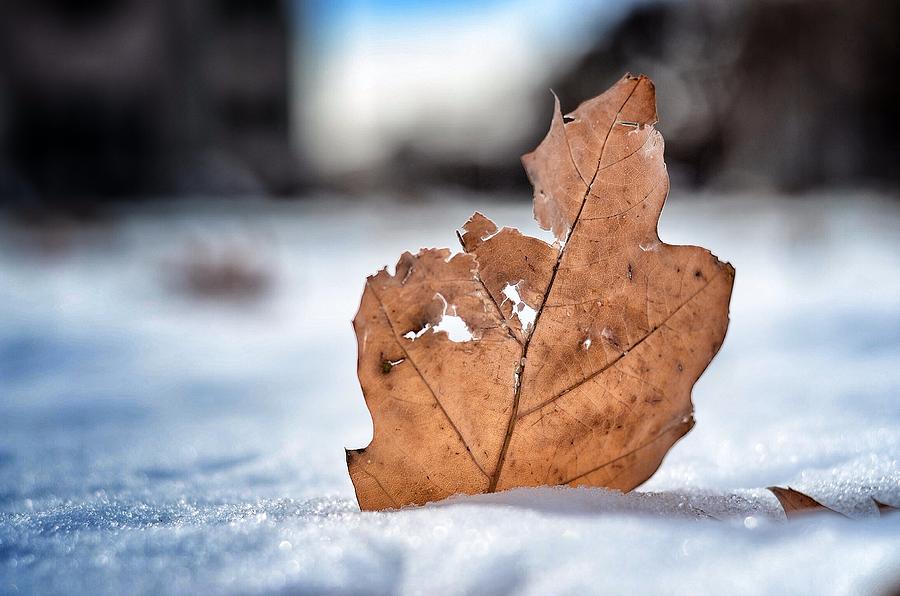 Nature Photograph - Leaf in the Snow by Bryan Higgins