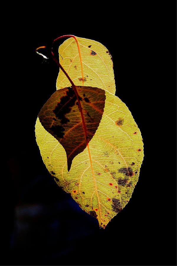 Fall Photograph - Leaf in Time by David Matthews