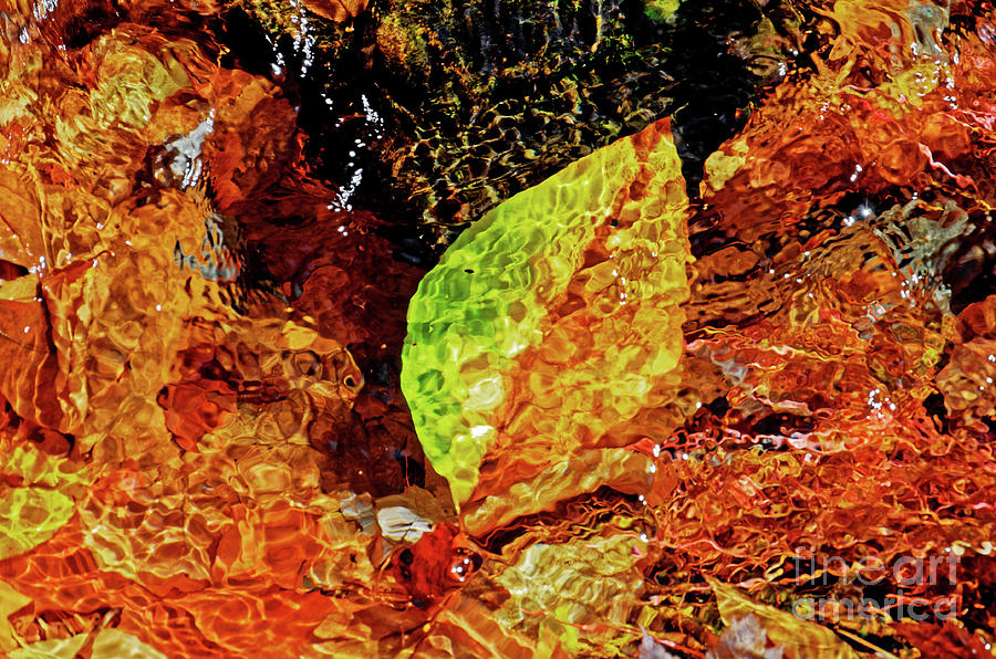 Fall Photograph - Leaf In Water by Paul Mashburn
