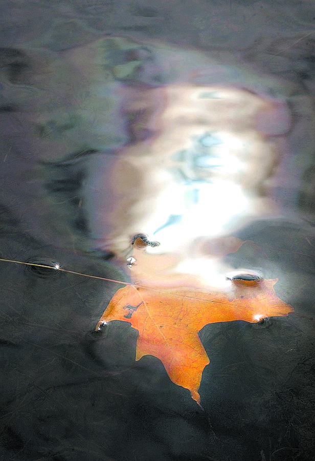 Leaf in Water Photograph by Steve Somerville