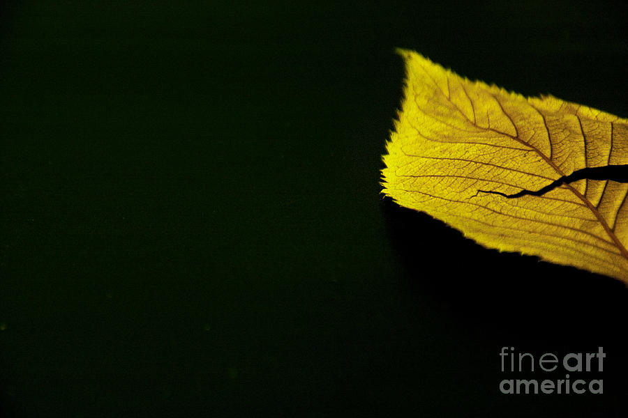 Leaf Photograph by Eena Bo