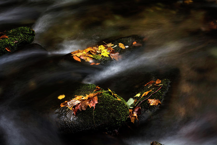 Fall Photograph - Leaf Island by Greg and Chrystal Mimbs