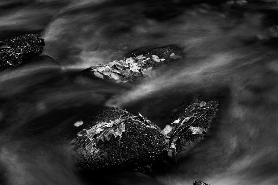 Fall Photograph - Leaf Island In Black And White by Greg and Chrystal Mimbs
