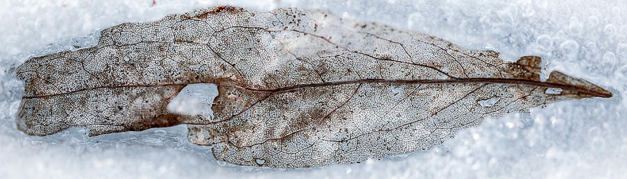 Leaf Photograph by Jakub Sisak
