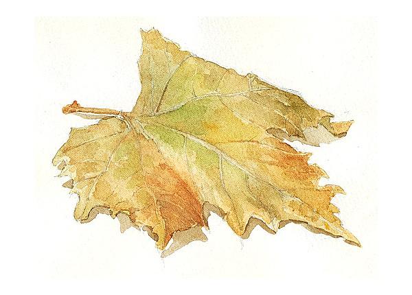 Still Life Painting - Leaf by Jose Carvalhosa