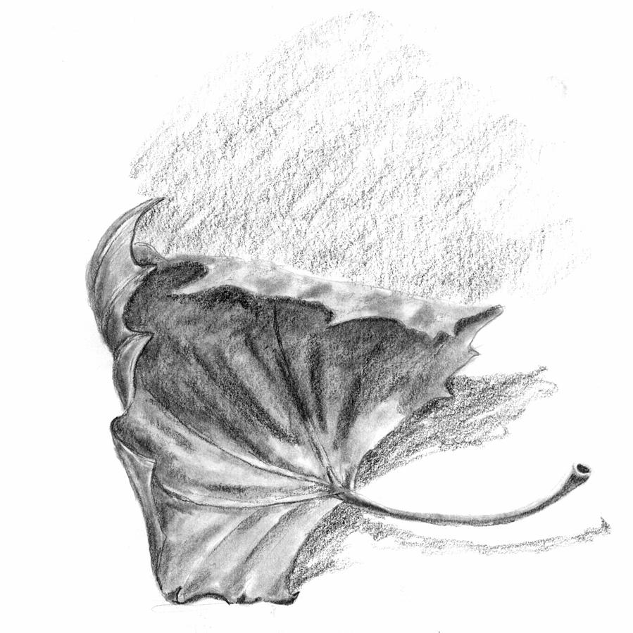 Leaf Drawing by Kevin Callahan