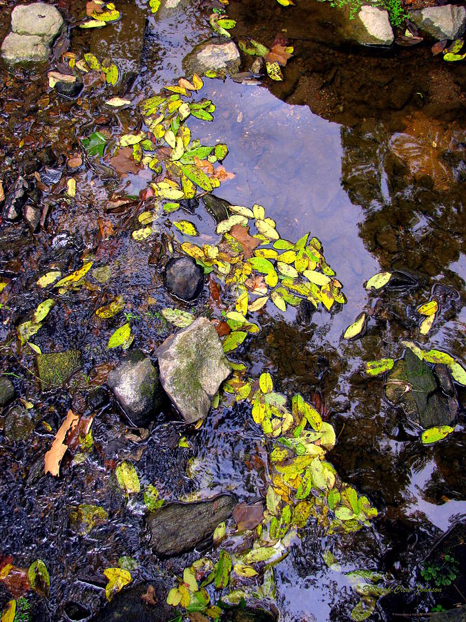 Leaf Lace Photograph by Deborah  Crew-Johnson