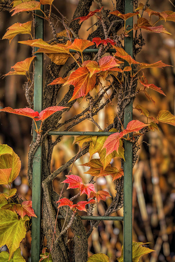 Leaf ladder Photograph by Bill Posner