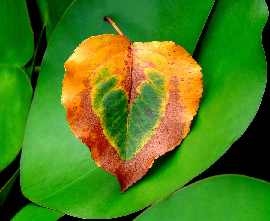 Leaf Leaf Heart Photograph by Renee Trenholm