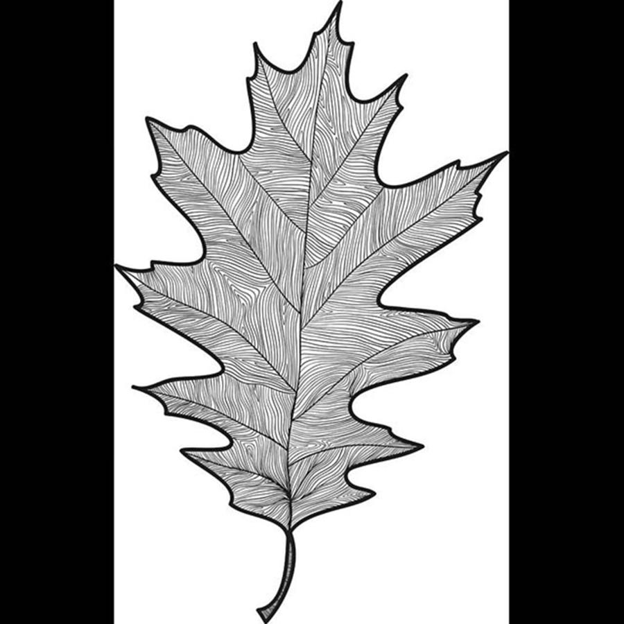 Leaf Photograph - #leaf #leaves #oak #oakleaf #doodling by Olga Strogonova