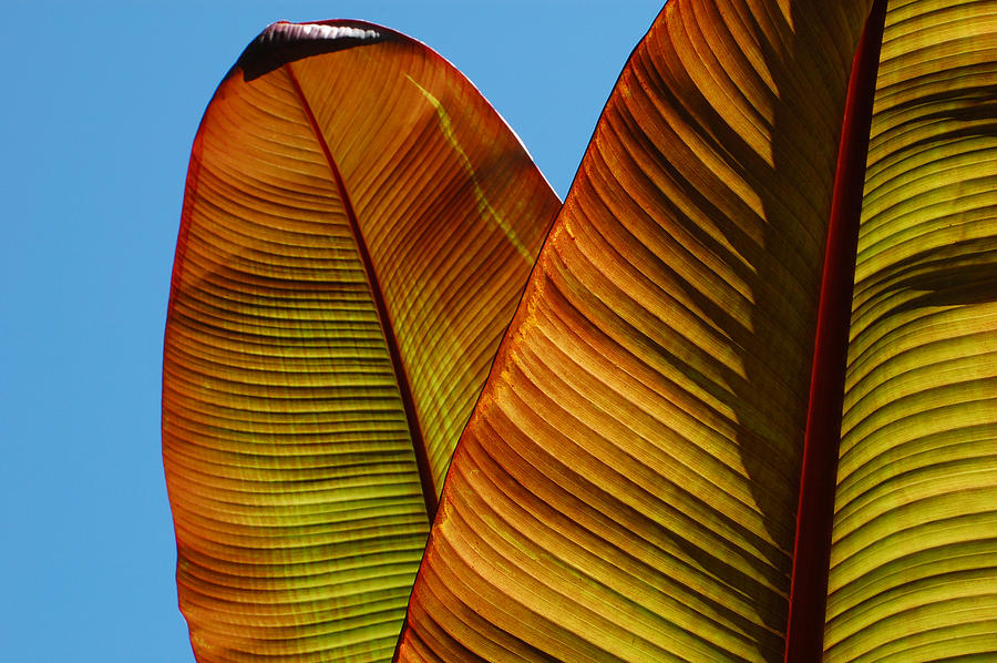 Leaf Light 1 Photograph by Jean Booth