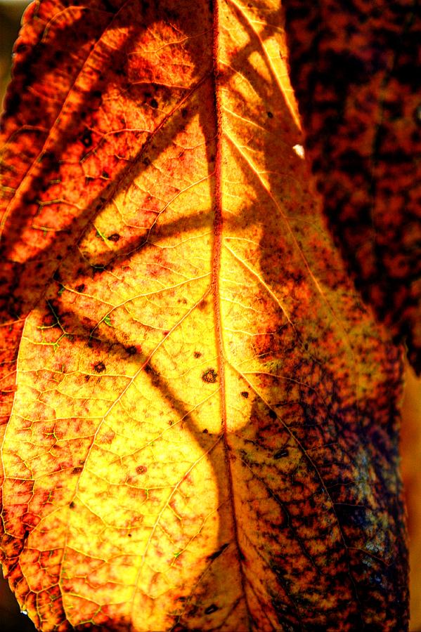 Leaf Light Photograph by David Matthews