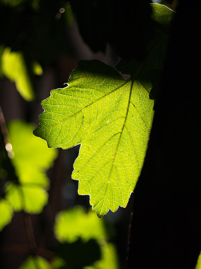 Leaf Photograph - Leaf Light I by James Granberry