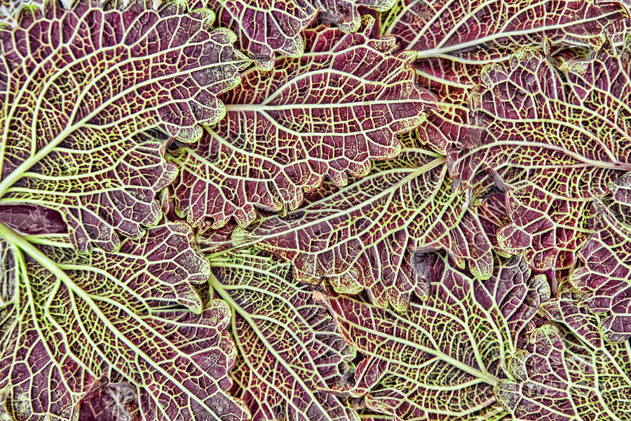 Leaf Lines Photograph by Marilyn Cornwell