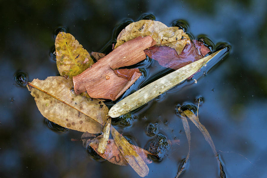 Abstract Photograph - Leaf litter in pond, Navegaon, 2011 by Hitendra SINKAR