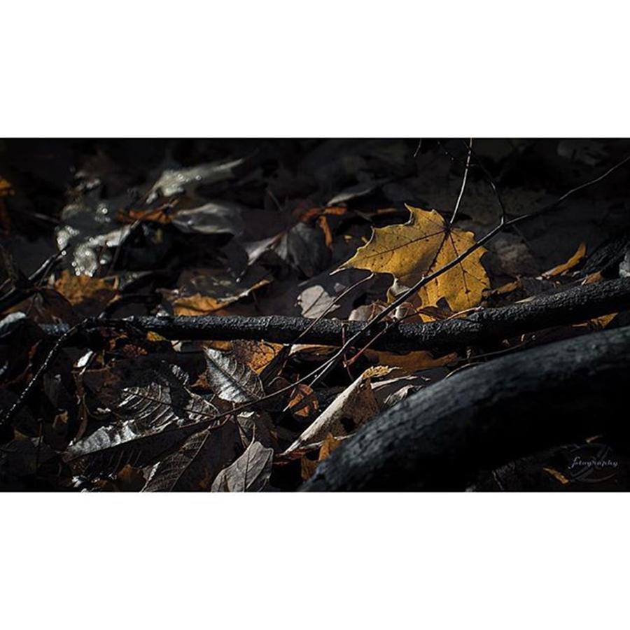 Pentax Photograph - Leaf Litter 🍂#vintagelens by Todd Lutz