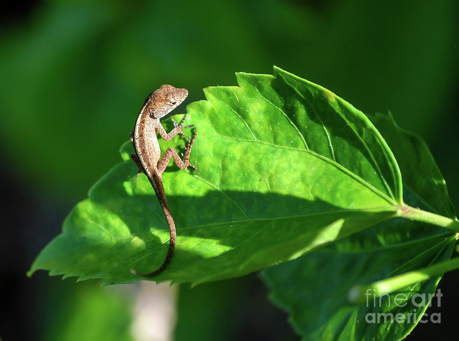 Leaf Lizard Photograph by Carol Lloyd