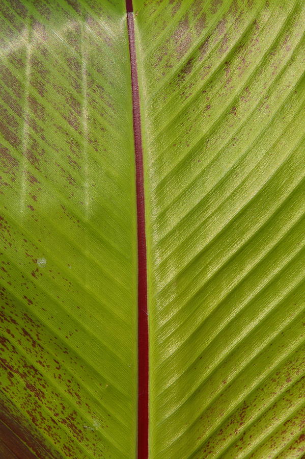 Leaf Photograph by Lyle Hatch