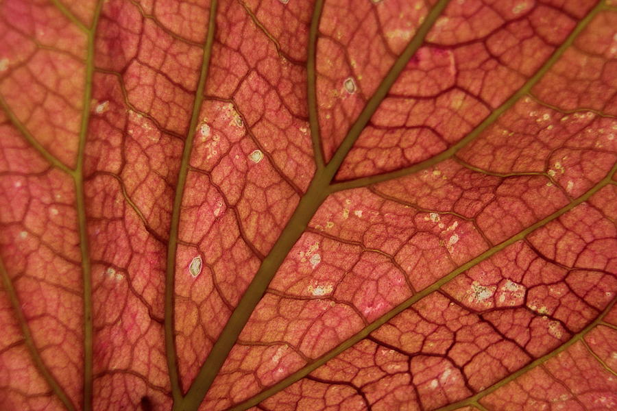 Leaf Macro Photograph by Trent Mallett