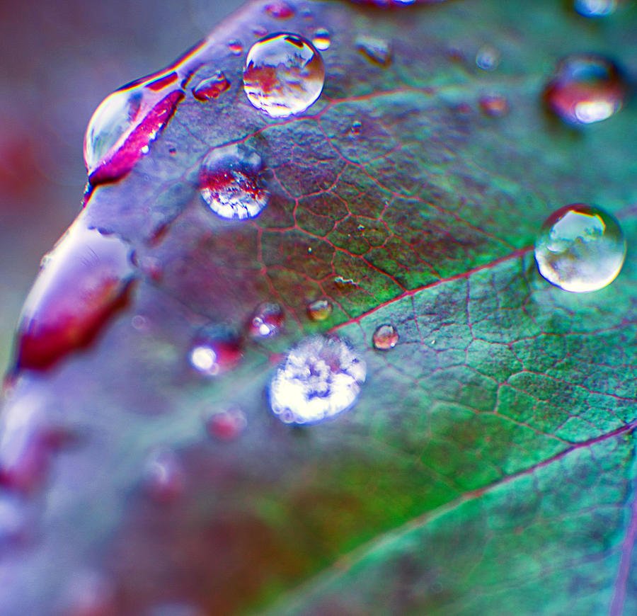 Leaf of a Rose Photograph by Micah Goff