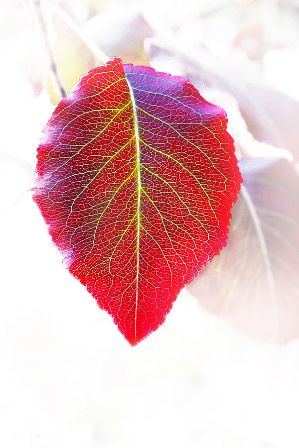 Leaf of Autumn Photograph by Susan Vineyard