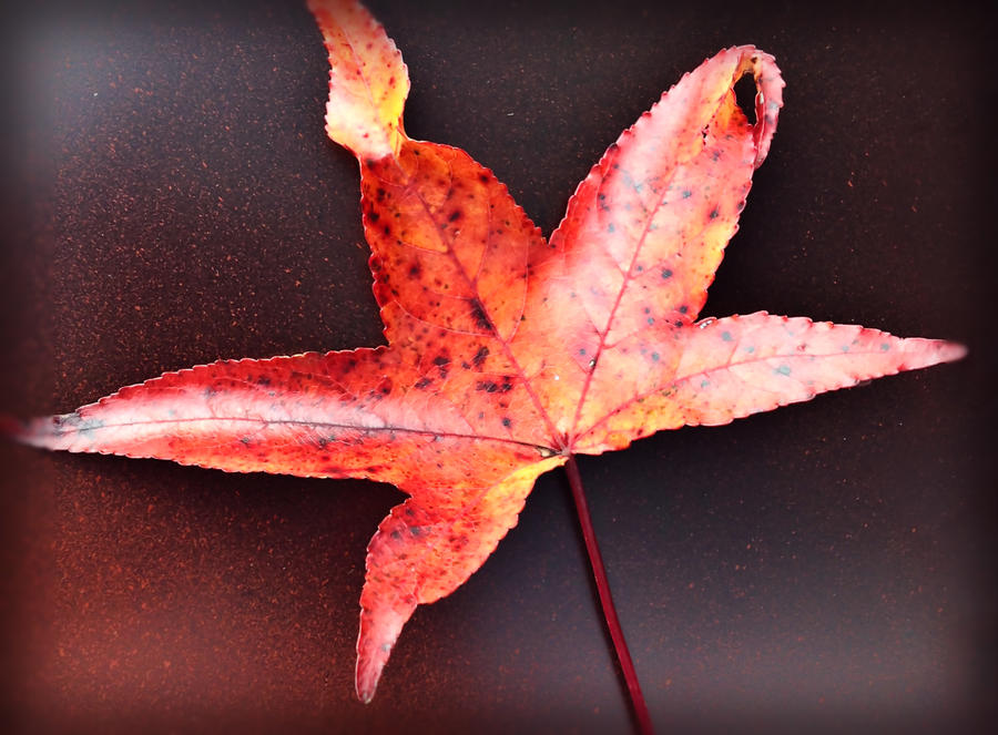 Leaf Of Red Photograph by Morgan Carter