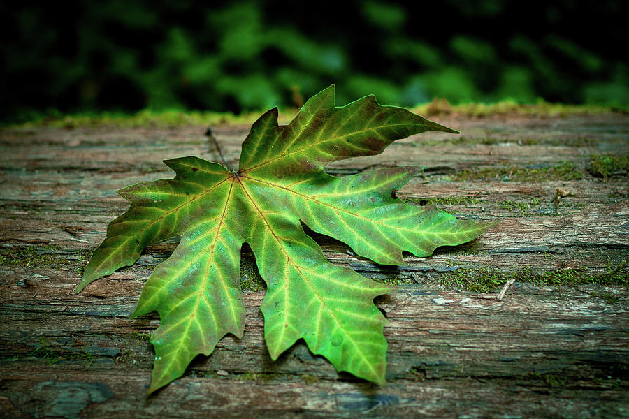 Leaf on a Log Photograph by Gary Dance - Fine Art America