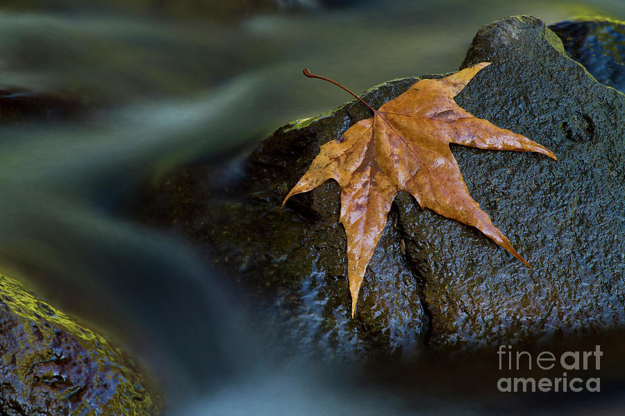 Leaf On A Rock Photograph