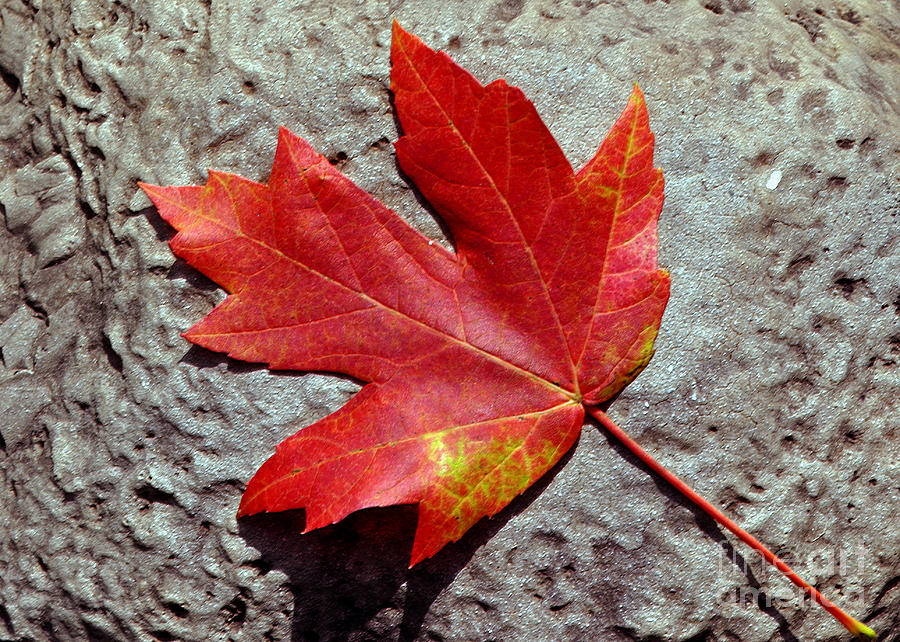 Leaf on A Rock Photograph by Lydia Holly
