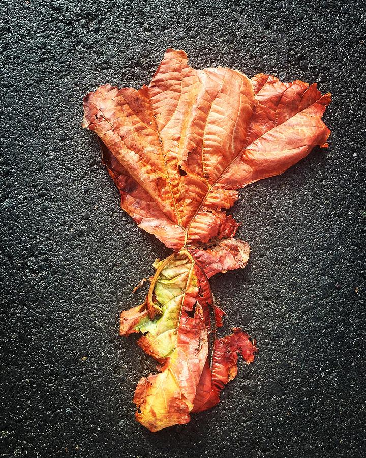 Leaf on asphalt Digital Art by Olivier Calas