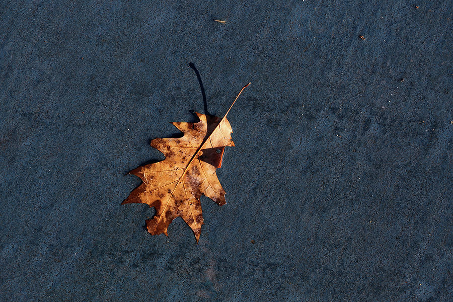 Leaf on Blue Pavement Photograph by Mary Bedy