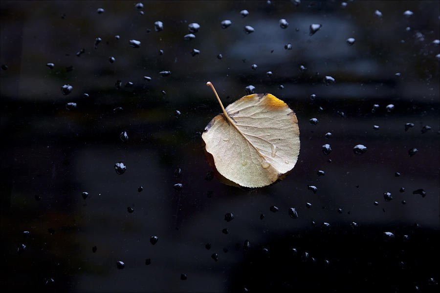 Leaf on Car Door Photograph by Robert Ullmann