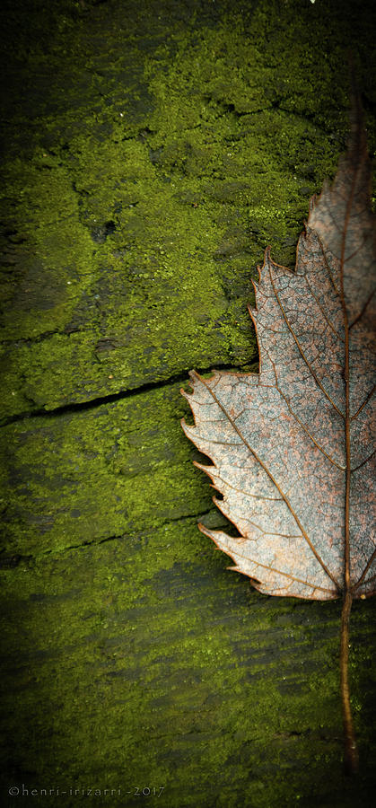Leaf On Green Wood Photograph by Henri Irizarri