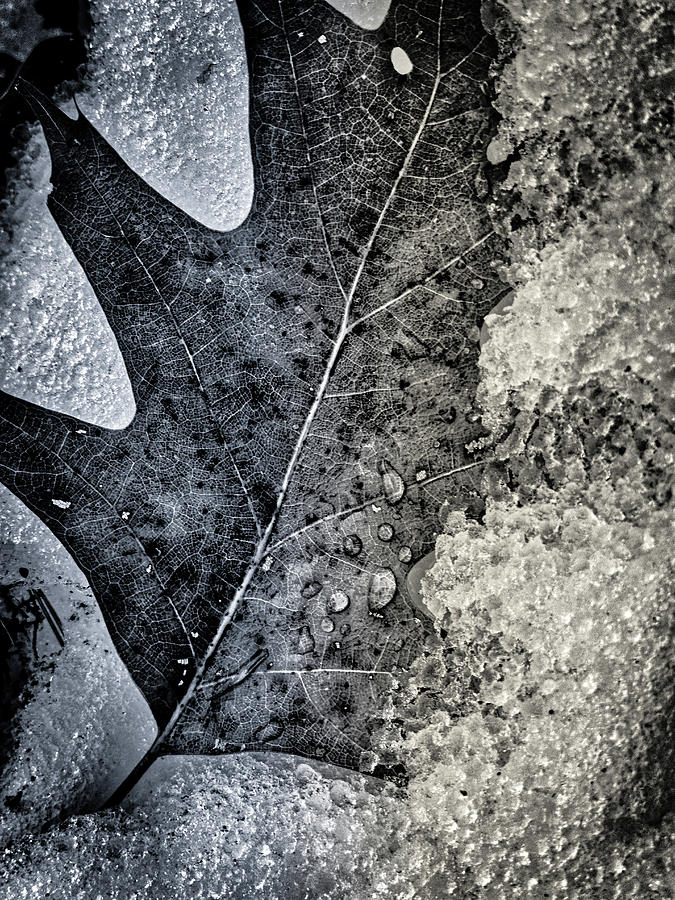 Leaf On Ice by Donna Lee Leaf On Ice by Donna Lee