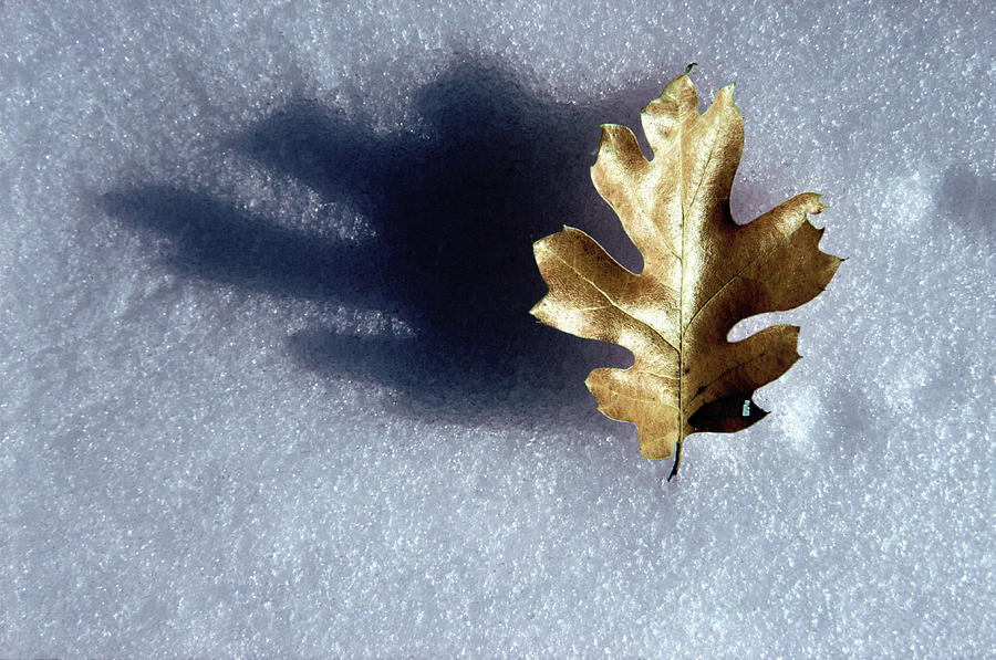 Leaf on Snow Photograph by Paul Wear