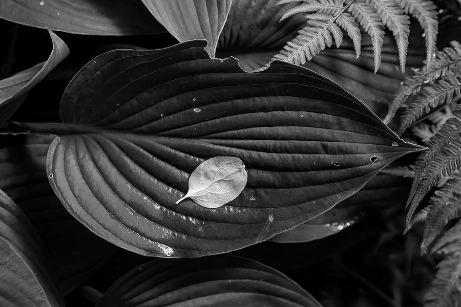 Leaf on Leaf Photograph by Robert Ullmann