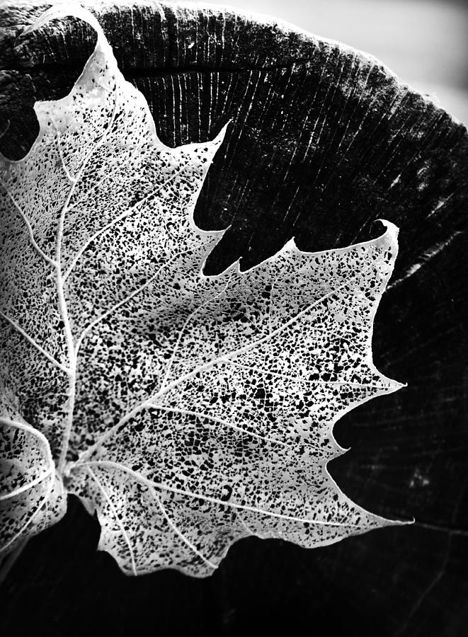 Leaf on Log in Black and White High Contrast Photograph by Kelly Hazel