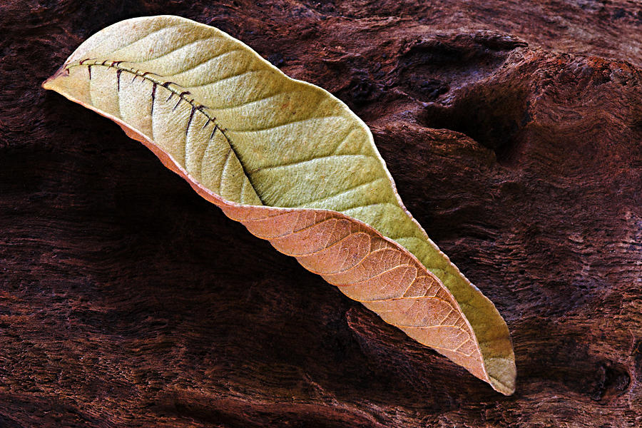 Leaf on Log- St Lucia Photograph by Chester Williams