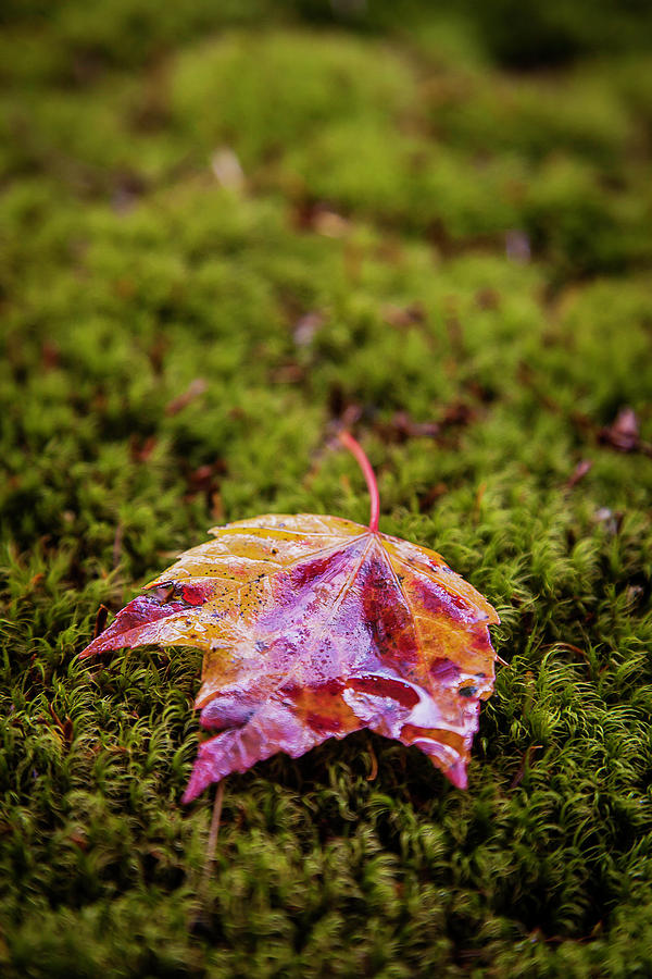 Leaf on Moss Photograph by Benjamin Dahl