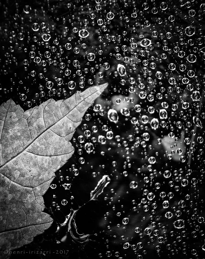 Leaf On Raindrops Photograph by Henri Irizarri