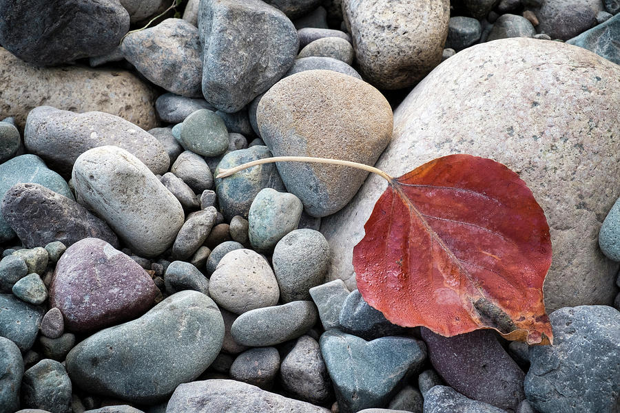 Leaf on River Rocks Photograph by Mary Lee Dereske