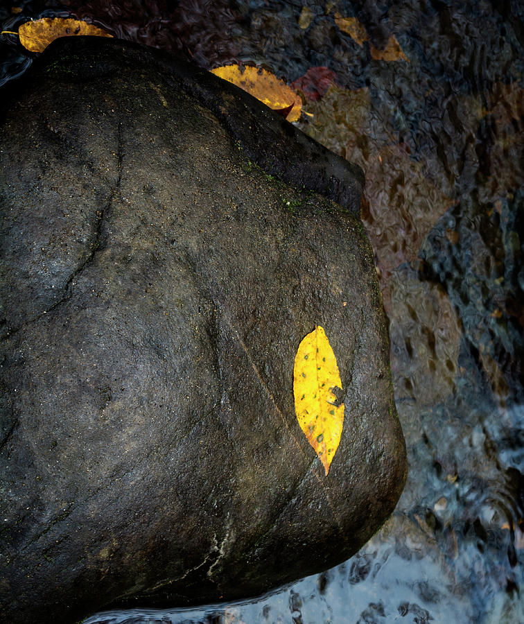Leaf On Rock Photograph by Greg and Chrystal Mimbs
