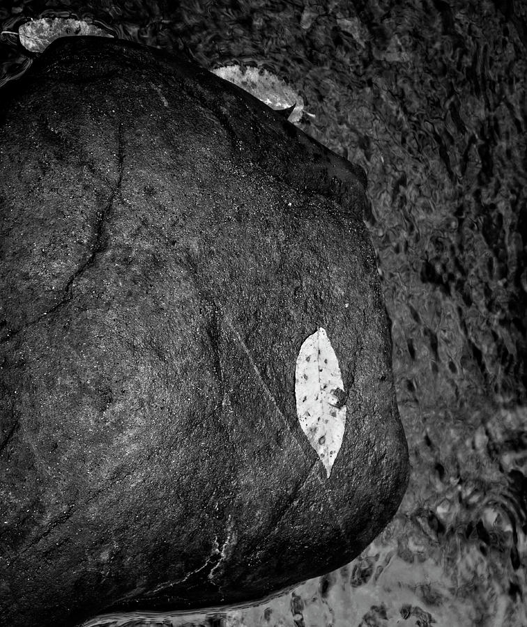 Leaf On Rock In Black and White Photograph by Greg and Chrystal Mimbs