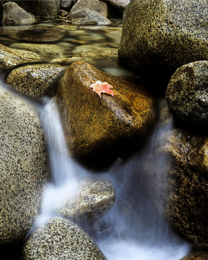 Leaf on Rock-Yosemite Valley Photograph by Joe  Palermo