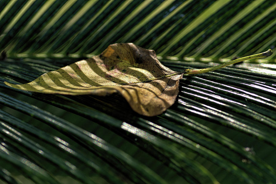 Leaf on Sago Palm Photograph by Richard Rizzo