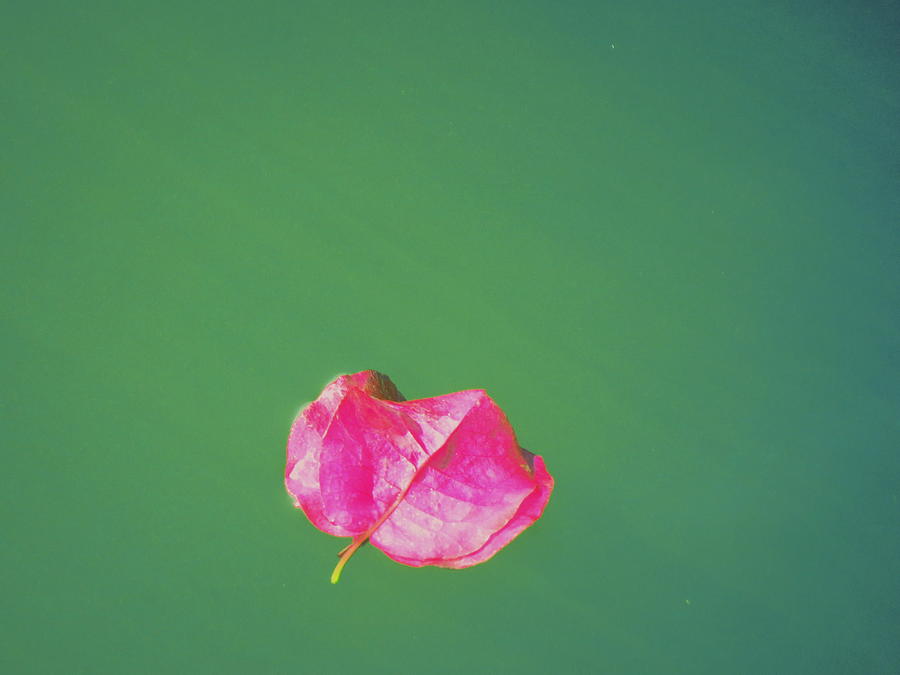 Leaf on Still Waters Photograph by Wanderbird Photographi LLC